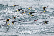 King Penguin (Aptenodytes patagonicus) group swimming, South Georgia Island