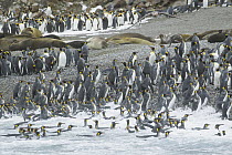 King Penguin (Aptenodytes patagonicus) group coming ashore to join colony with Southern Elephant Seals (Mirounga leonina), South Georgia Island