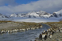 King Penguin (Aptenodytes patagonicus) colony along river, South Georgia Island