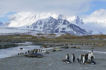 King Penguin (Aptenodytes patagonicus) colony along river with Southern Elephant Seals (Mirounga leonina), South Georgia Island