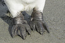 King Penguin (Aptenodytes patagonicus) feet, South Georgia Island