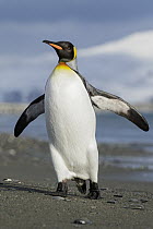 King Penguin (Aptenodytes patagonicus), South Georgia Island