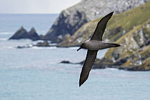 Light-mantled Albatross (Phoebetria palpebrata) flying near coast, South Georgia Island