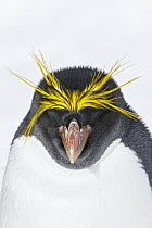 Macaroni Penguin (Eudyptes chrysolophus) sleeping, South Georgia Island