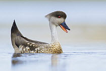 Crested Duck (Lophonetta specularioides) in defensive display, Falkland Islands