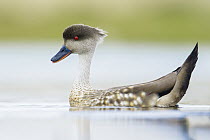 Crested Duck (Lophonetta specularioides) on pond, Falkland Islands