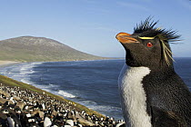 Rockhopper Penguin (Eudyptes chrysocome) nesting colony, Falkland Islands