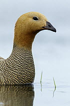 Ruddy-headed Goose (Chloephaga rubidiceps), Falkland Islands