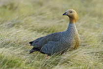 Ruddy-headed Goose (Chloephaga rubidiceps), Falkland Islands
