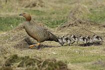 Ruddy-headed Goose (Chloephaga rubidiceps) parent and chicks, Falkland Islands