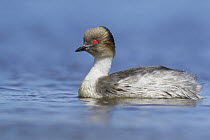 Silvery Grebe (Podiceps occipitalis) on pond, Falkland Islands