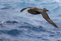 Antarctic Giant Petrel (Macronectes giganteus) flying over the ocean searching for food near South Georgia Island