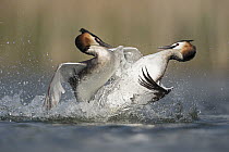 Great Crested Grebe (Podiceps cristatus) pair fighting over territory, North Rhine-Westphalia, Germany