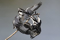Pied Kingfisher (Ceryle rudis) females fighting for territory, Gambia