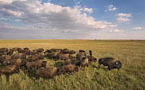 American Bison (Bison bison) herd on prairie, Blue Mounds State Park, Minnesota
