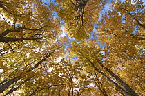 Sugar Maple (Acer saccharum) trees in autumn, Mount Carleton Provincial Park, New Brunswick, Canada