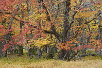 Maple (Acer sp) trees in autumn, Mersey River, Kejimkujik National Park, Canada