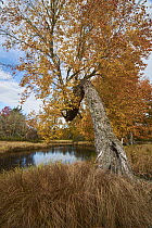 Maple (Acer sp) tree along river in autumn, Mersey River, Kejimkujik National Park, Canada