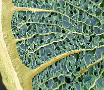 Porcupine (Hystricidae) quill cross-section, magnified at 100x