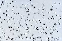 Common Starling (Sturnus vulgaris) flock flying, Catalonia, Spain