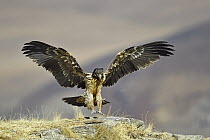 Bearded Vulture (Gypaetus barbatus) juvenile landing, Giant's Castle National Park, KwaZulu-Natal, South Africa