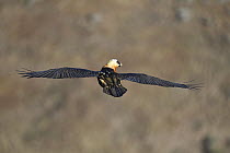 Bearded Vulture (Gypaetus barbatus) flying, Giant's Castle National Park, KwaZulu-Natal, South Africa
