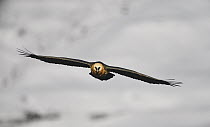 Bearded Vulture (Gypaetus barbatus) flying, Giant's Castle National Park, KwaZulu-Natal, South Africa