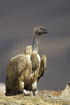 Cape Vulture (Gyps coprotheres) with full crop, Giant's Castle National Park, KwaZulu-Natal, South Africa