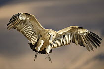 Cape Vulture (Gyps coprotheres) landing, Giant's Castle National Park, KwaZulu-Natal, South Africa