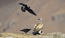 Cape Vulture (Gyps coprotheres) mobbed by White-necked Ravens (Corvus albicollis), Giant's Castle National Park, KwaZulu-Natal, South Africa