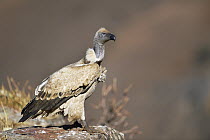 Cape Vulture (Gyps coprotheres), Giant's Castle National Park, KwaZulu-Natal, South Africa