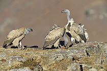Cape Vulture (Gyps coprotheres) group at feeding station, Giant's Castle National Park, KwaZulu-Natal, South Africa