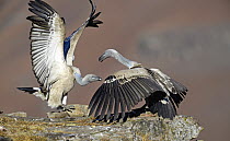 Cape Vulture (Gyps coprotheres) pair fighting at feeding station, Giant's Castle National Park, KwaZulu-Natal, South Africa