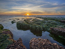 Kelp along intertidal zone at low tide at sunset, La Jolla Cove, San Diego, California
