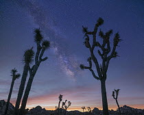 Milky Way over Joshua Tree (Yucca brevifolia)group, Joshua Tree National Park, California