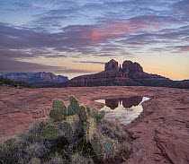 Cactus and Cathedral Rock formation at sunset, Coconino National Forest, Arizona