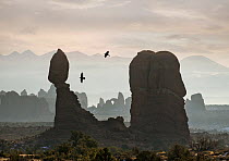 Common Raven (Corvus corax) pair flying over Balanced Rock formation, Arches National Park, Utah