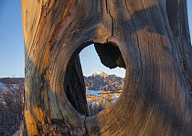 Mount Herard framed by tree hole, Great Sand Dunes National Park, Colorado