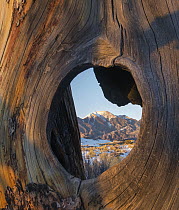 Mount Herard framed by hole in tree, Great Sand Dunes National Park, Colorado