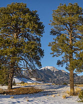 Ponderosa Pine (Pinus ponderosa) trees and Mount Herard, Great Sand Dunes National Park, Colorado