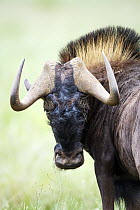 Black Wildebeest (Connochaetes gnou), Rietvlei Nature Reserve, South Africa
