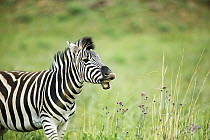 Burchell's Zebra (Equus burchellii) stallion in territorial display, Rietvlei Nature Reserve, South Africa