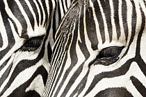 Burchell's Zebra (Equus burchellii) stallions, Rietvlei Nature Reserve, South Africa