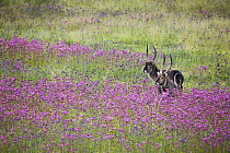 Waterbuck (Kobus ellipsiprymnus) males in Pompom Weed (Campuloclinium macrocephalum) field, Rietvlei Nature Reserve, South Africa