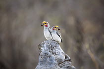 Eastern Yellow-billed Hornbill (Tockus flavirostris) pair, Kruger National Park, South Africa
