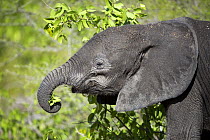 African Elephant (Loxodonta africana) calf browsing, Kruger National Park, South Africa