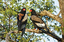 Bateleur Eagle (Terathopius ecaudatus) pair, Kruger National Park, South Africa