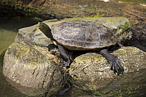 Chinese Stripe-necked Turtle (Ocadia sinensis), Singapore Zoo, Singapore