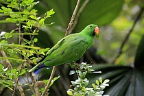Eclectus Parrot (Eclectus roratus) male, Singapore Zoo, Singapore