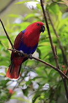 Eclectus Parrot (Eclectus roratus) female, Singapore Zoo, Singapore